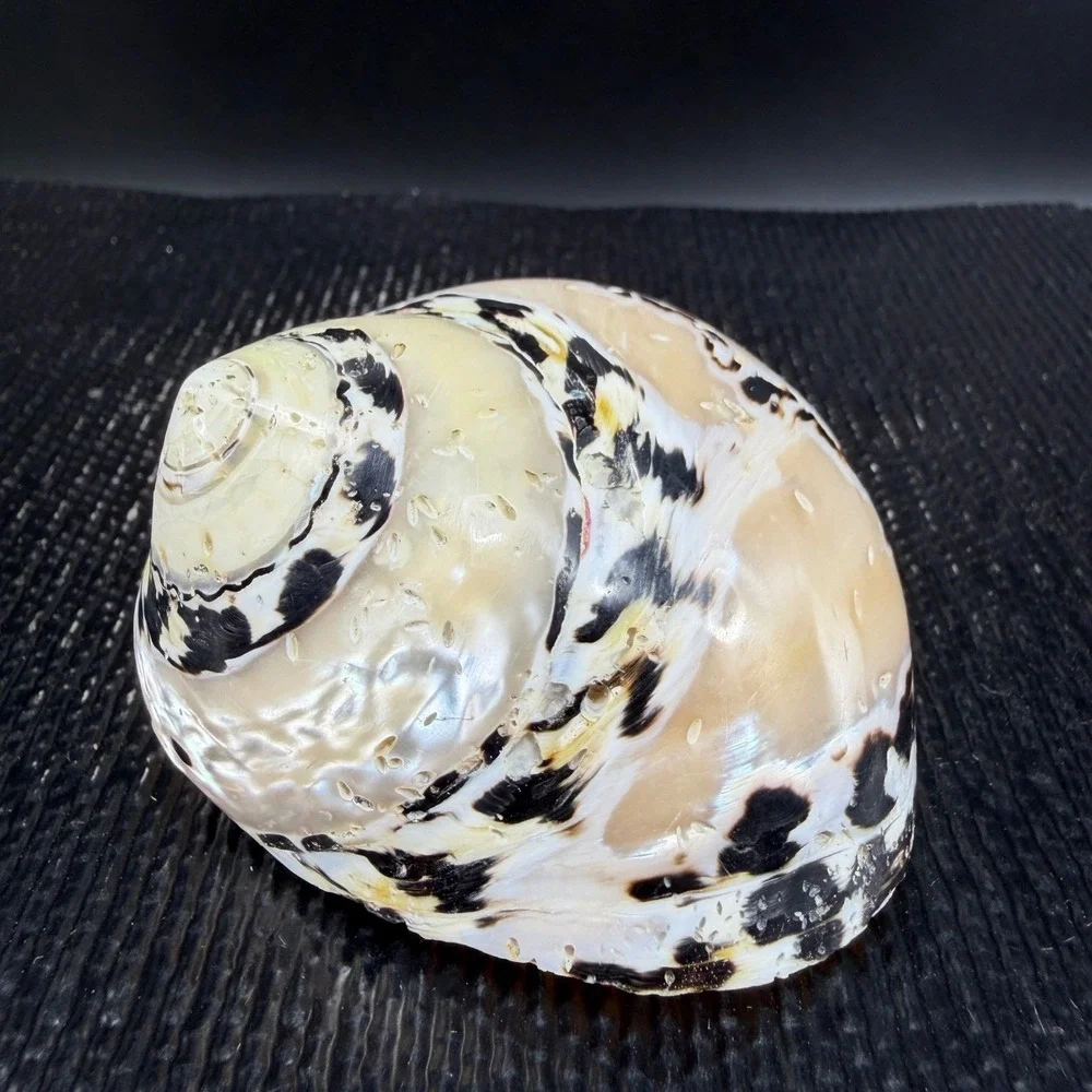 Polished Turbo Marmoratus Sea Shell Pearlescent Green Turban Mother of Pearl 3